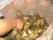 PACHAMANCA